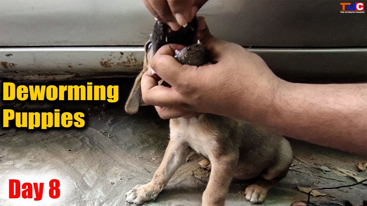 Deworming Street dog Puppies | 30 Days Challenge Day 8