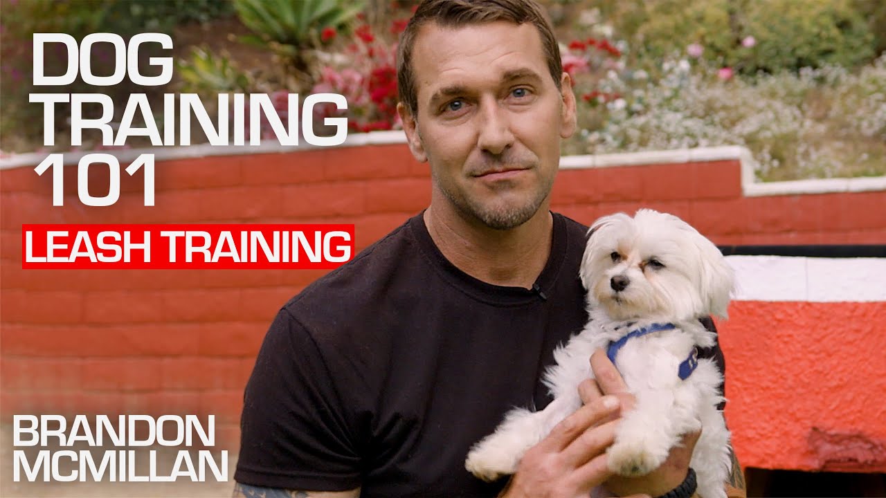 Dog Training 101: Leash Training | Brandon McMillan