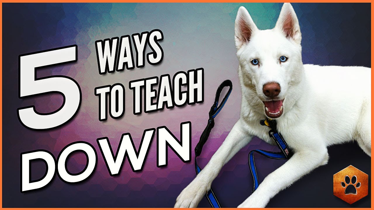 How to Teach a Dog to Lie Down – 5 Alternate Methods for All Dogs