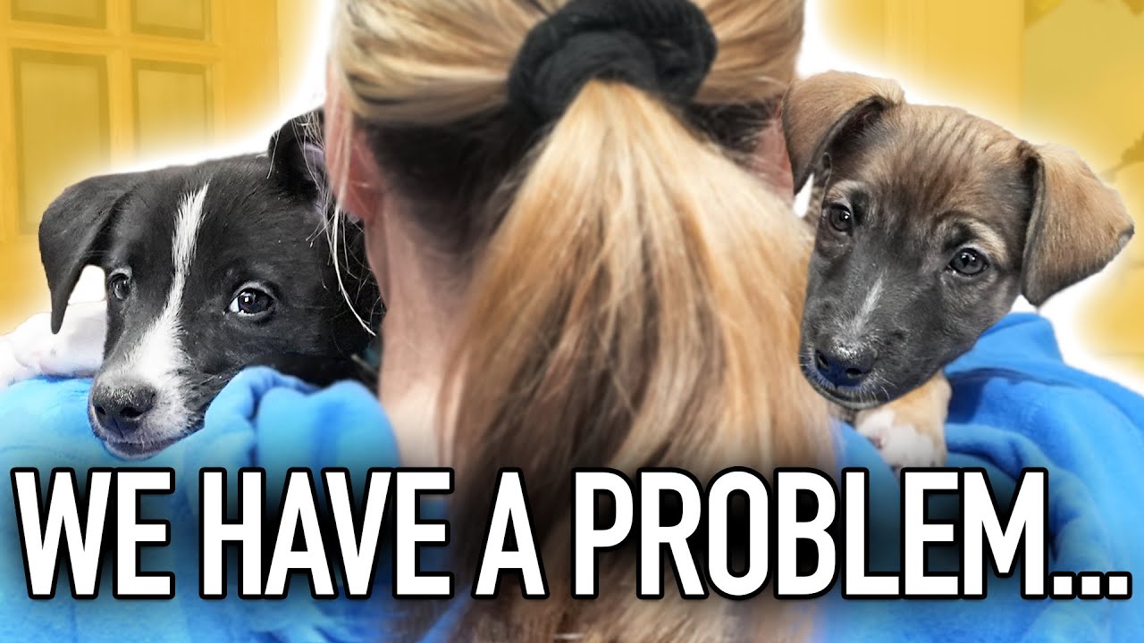 Are You Accidentally Picking The Wrong Puppy?