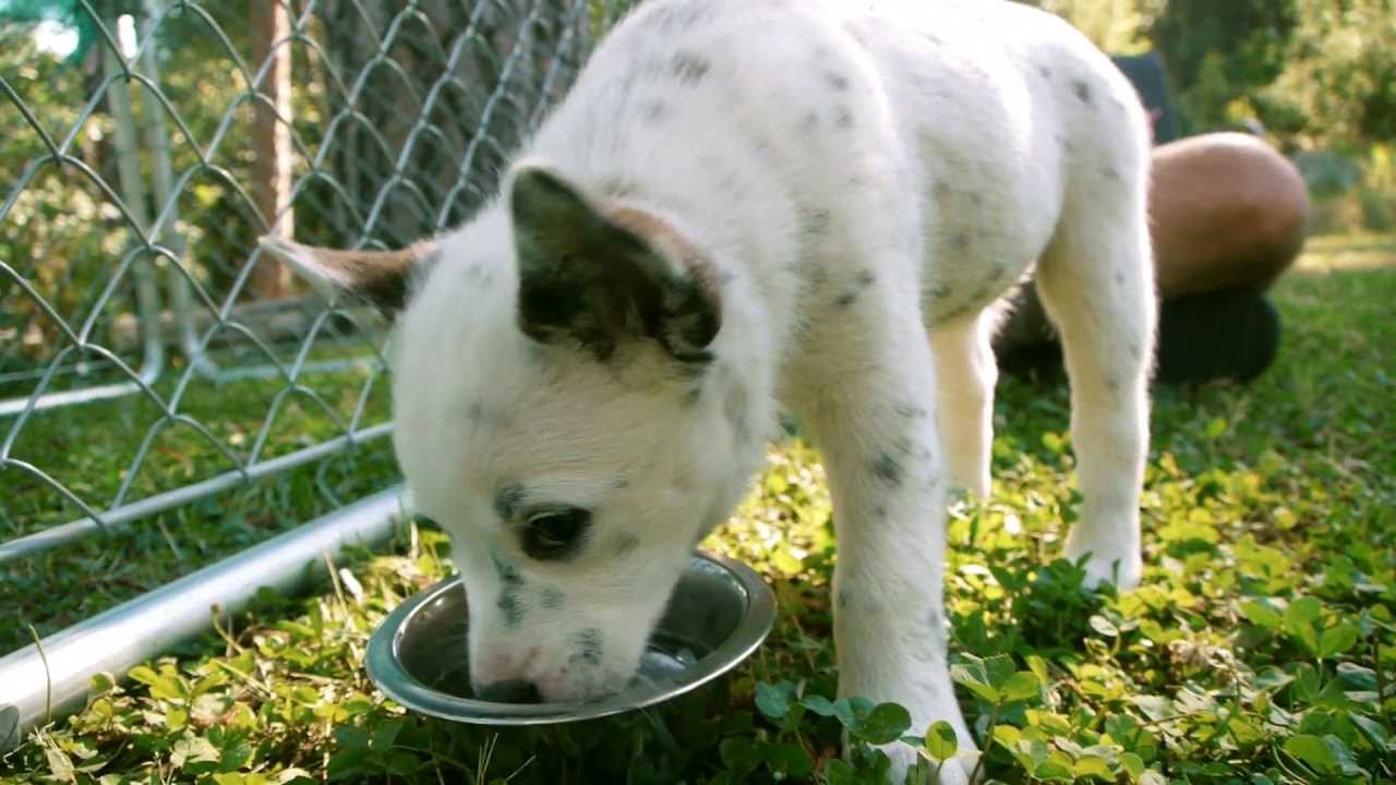 Puppies! White Blue Queensland Heeler Australian Cattle Dog