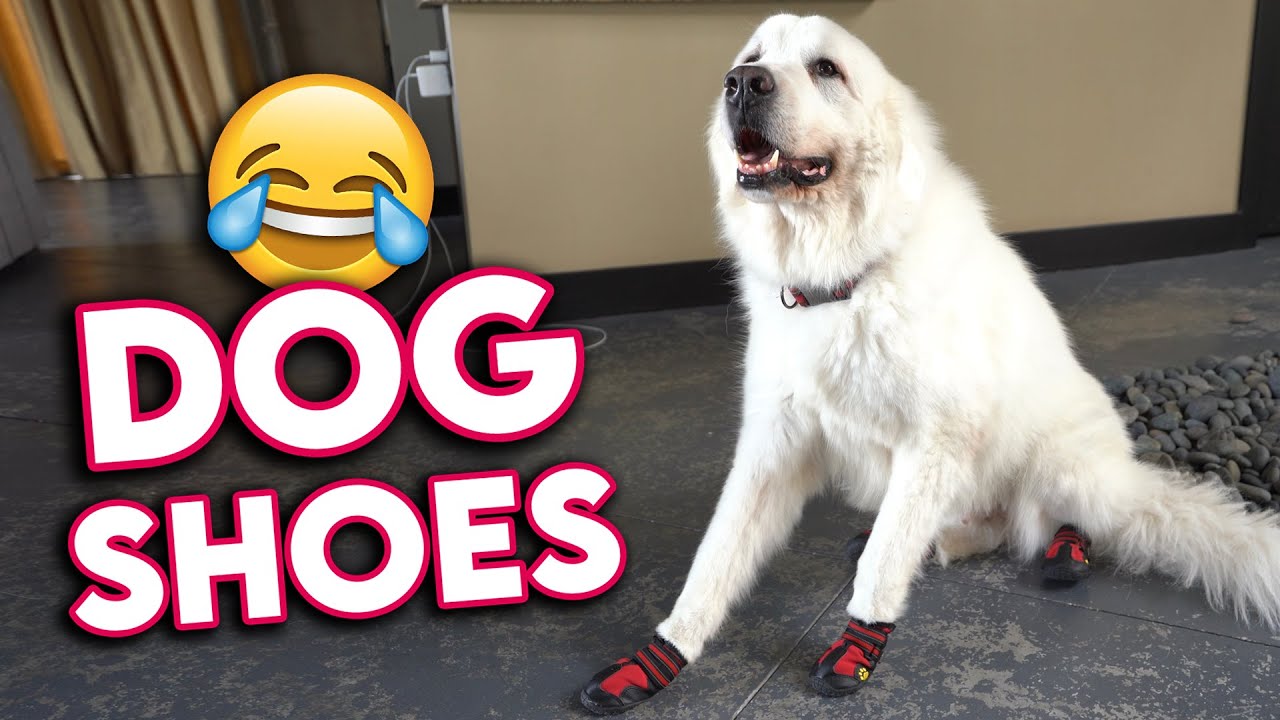 FUNNY DOGS TRAIN IN BOOTS