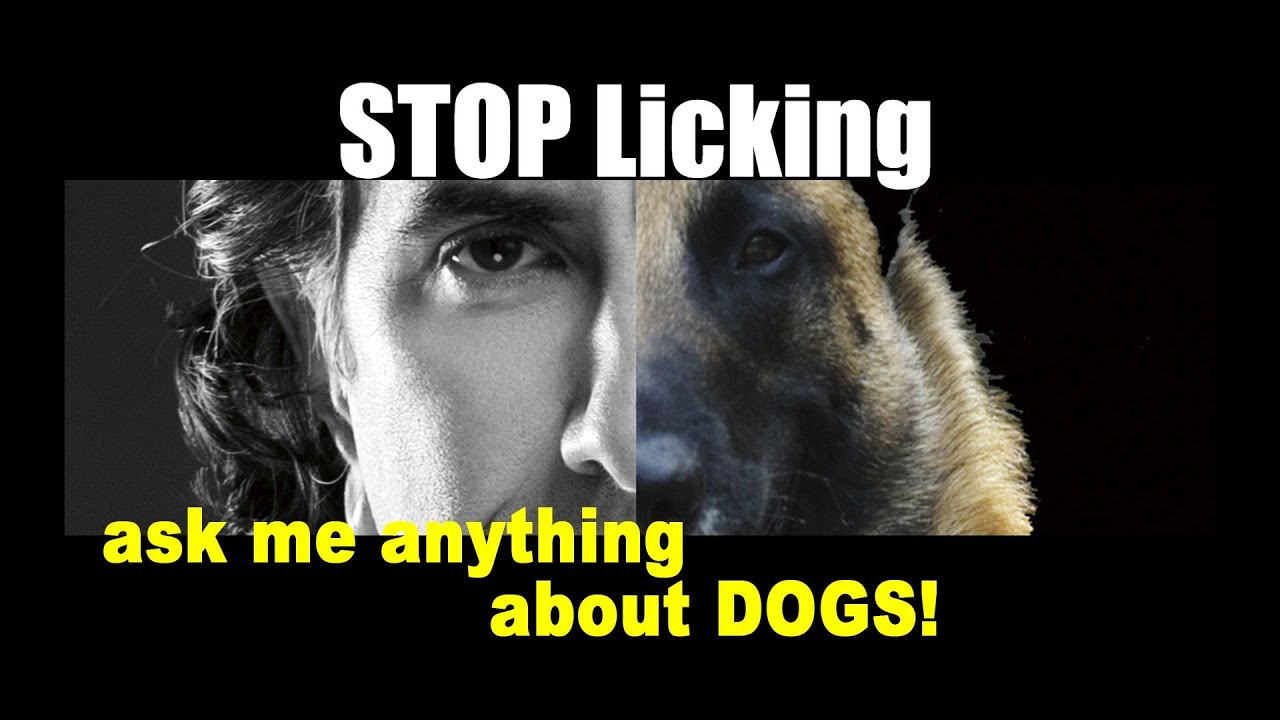 How to STOP Excessive LICKING – ask me anything – dog health and training