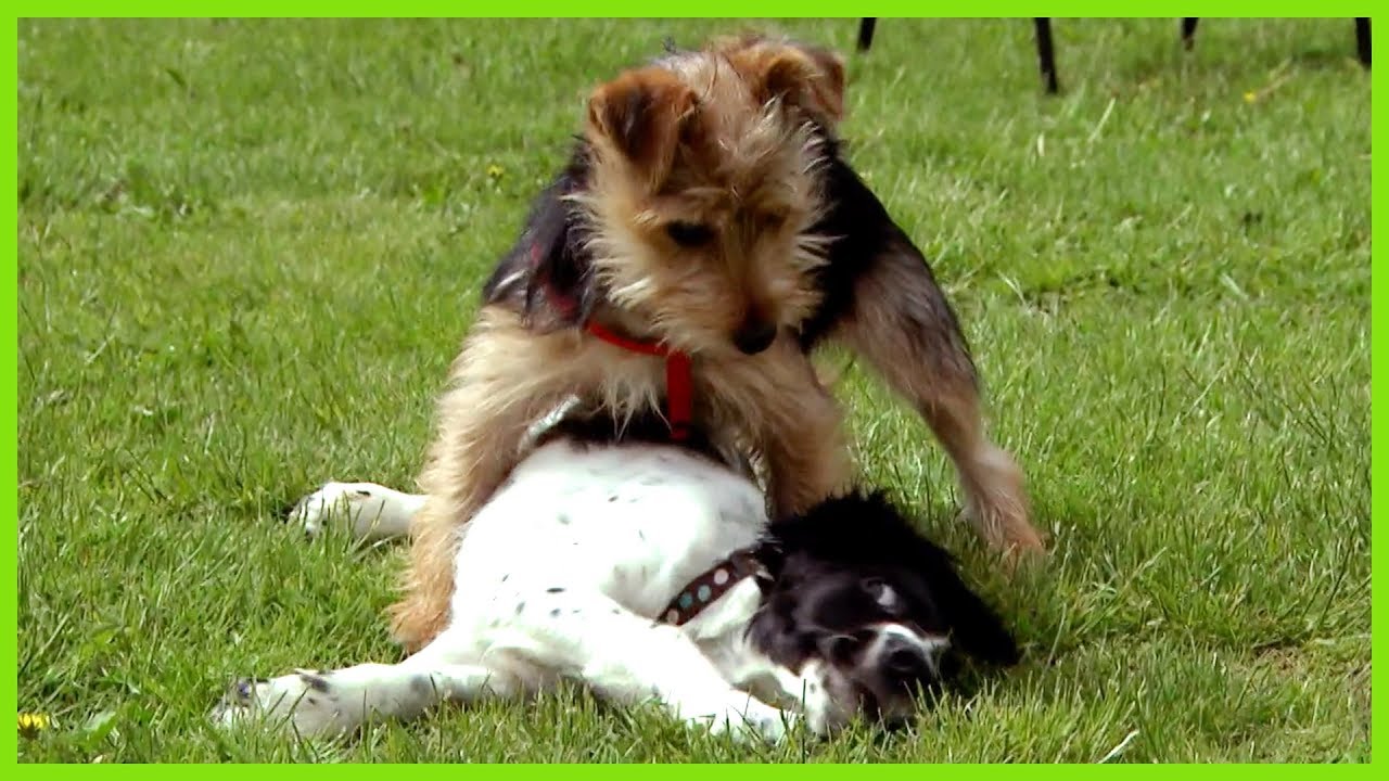 Cesar Millan Controls a Small Dog with Big Attitude