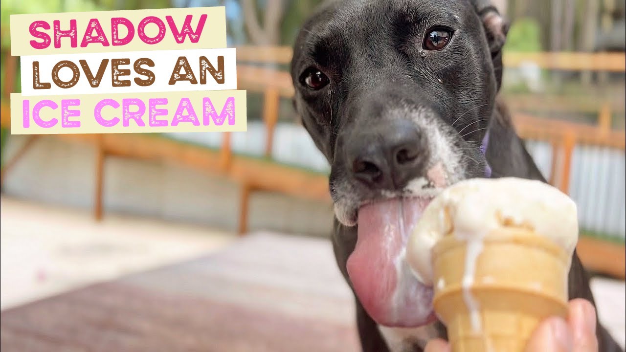 Shadow the Staffy goes for a swim and an Ice Cream on a Hot Day