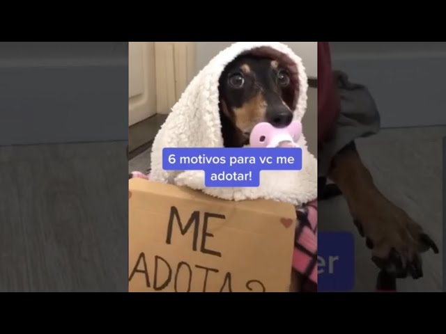 #shorts E aí, vc me adotaria? | #dog #humor