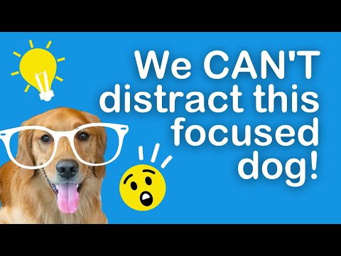 These Dogs are FOCUSED | Dog Montessori School | Learning at Patrick’s Pet Care