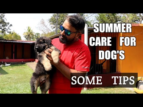 summer care for dogs |tiks and dog |dog care |pet lovers |dog |entertainment |orissa |pet zone