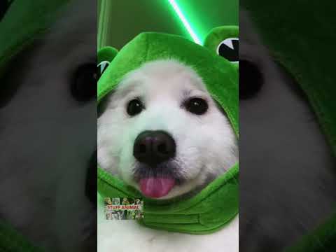 Dog in a costume….Funny Dogs Funny Animals