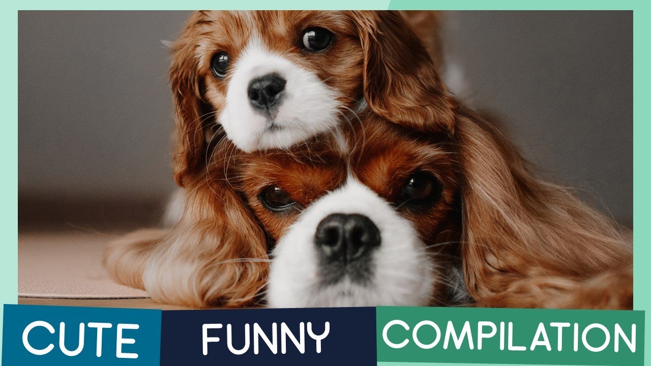 Cavalier King Charles Spaniel Compilation: Cute Puppies, Funny Dogs & Tricks