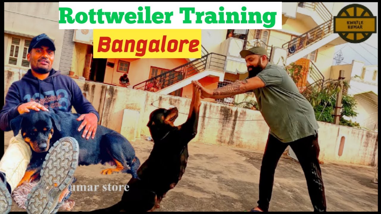 Rottweiler Dog training in Bangalore | Rottweiler puppies for sale | Kannada Vlog | Pets market