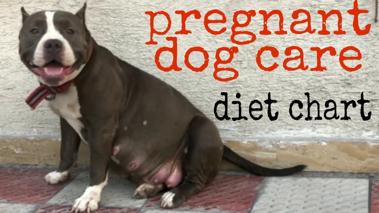 Pregnant dog care/diet chart m-7009684310