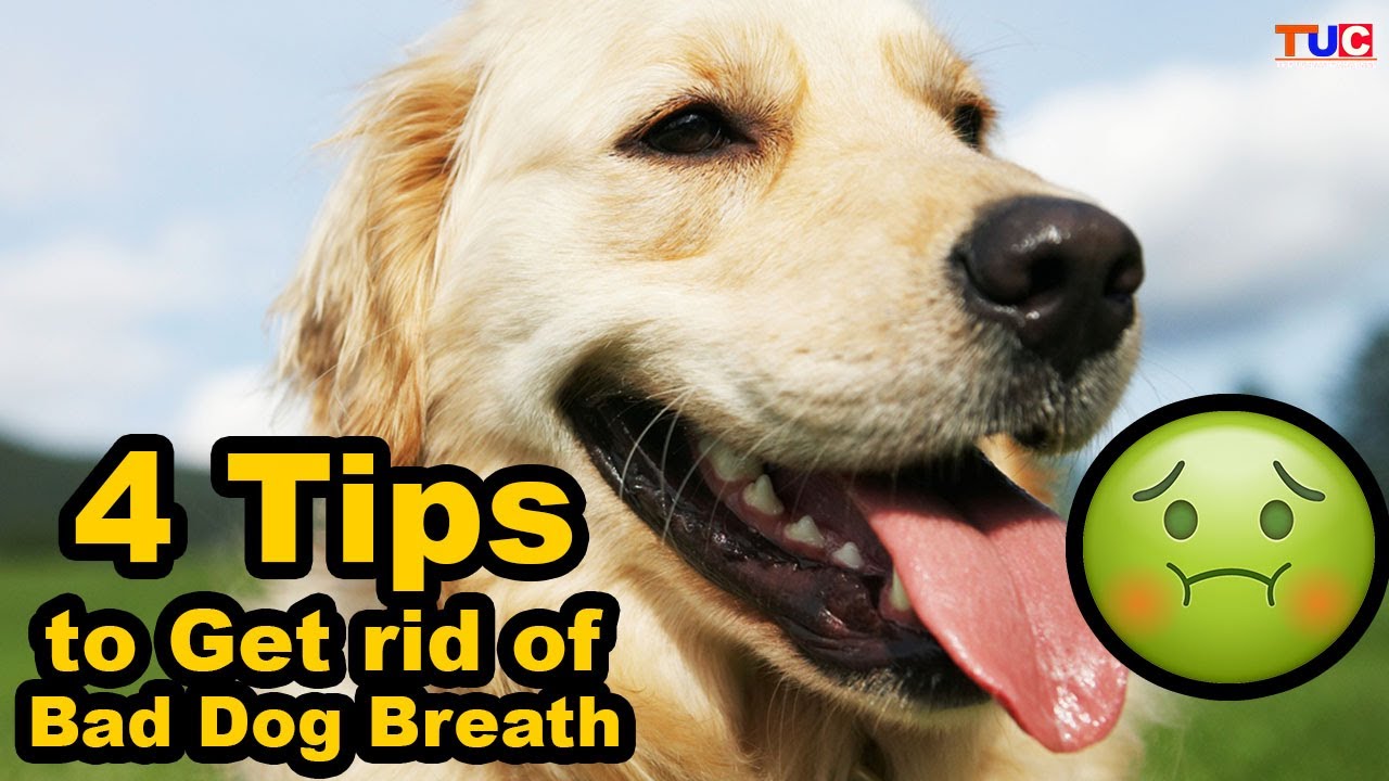 4 TIPS to Get Rid Of Dog Bad Breath : Dog Health : TUC