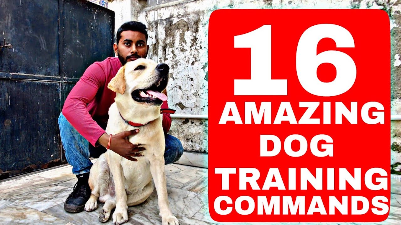 16 Best Dog Training Commands / Tricks that you can teach Your LABRADOR DOG