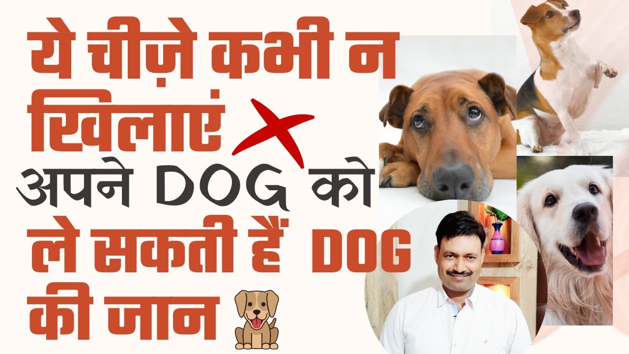 Dog ko kya nahi KHANA chahiye     Ramawat Dog care