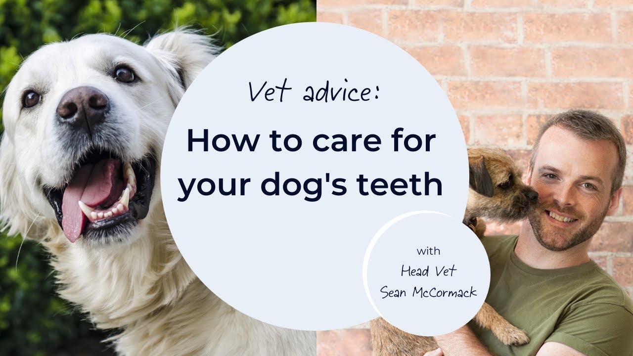 How to care for your dog’s teeth