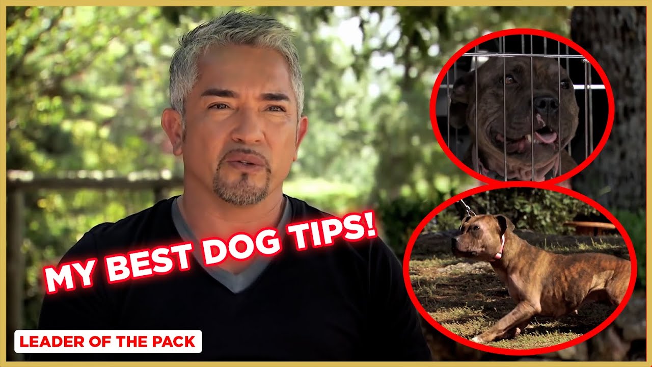 Learn the Basics of Dog Training (Staffordshire Bull Terrier) | Cesar Millan’s Leader of the Pack