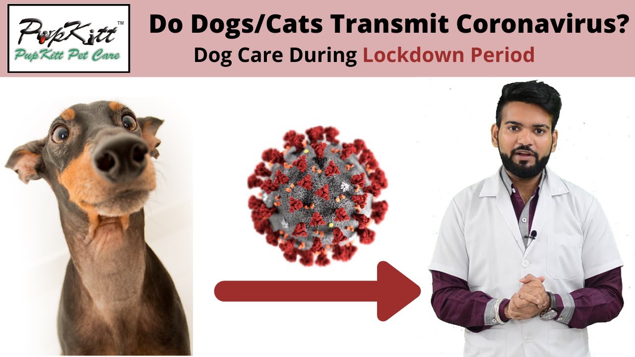 Dog Care During Lockdown Period Due To COVID – 19 ( Coronavirus ) | Dr. Anirudh Mittal