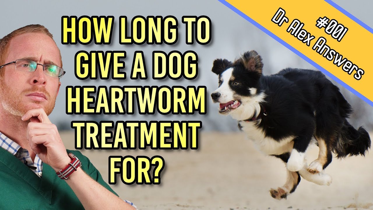 How Long Should I Give My Dog Heartworm Prevention Tablets For? – Dog Health Vet Advice