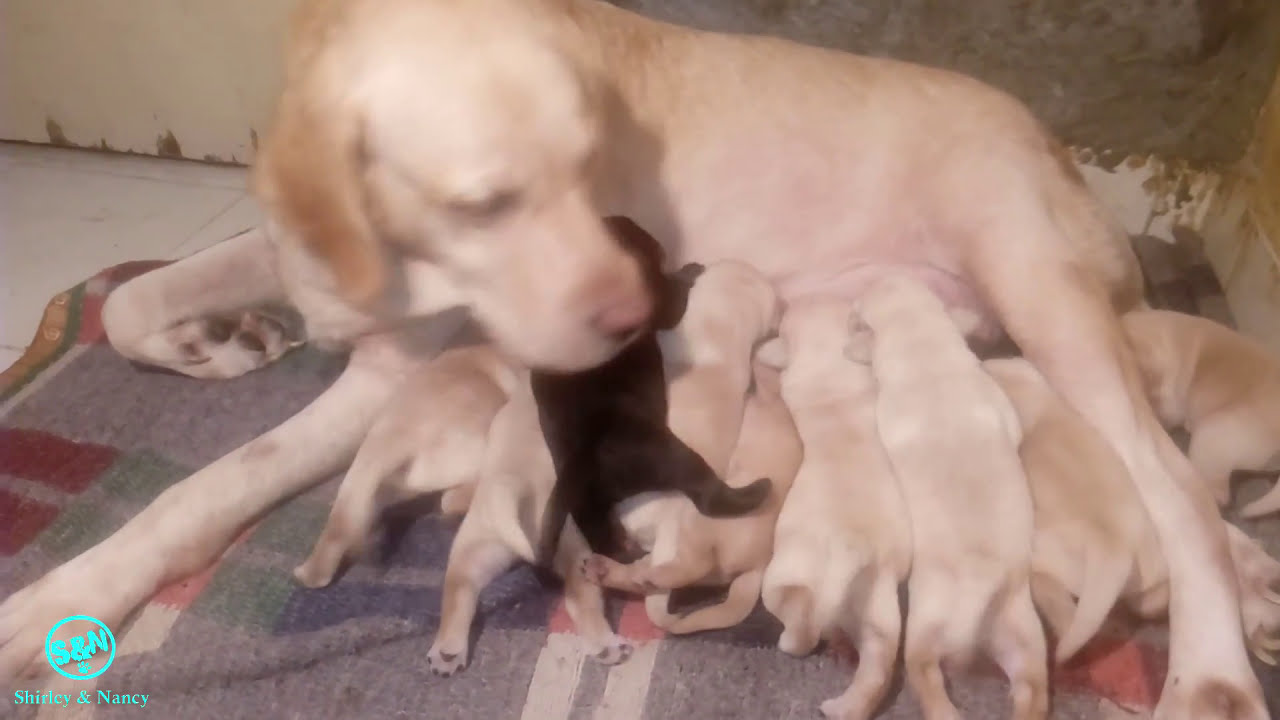 Labrador dog puppies day 7