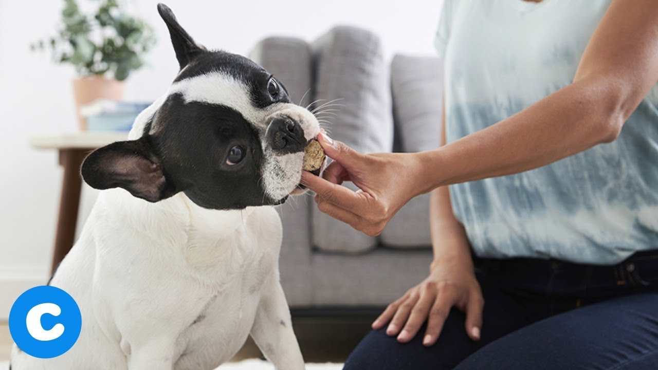 DIY Healthy Low Fat Dog Treats | Chewy