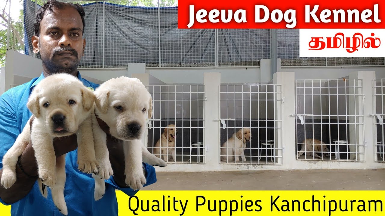 Labrador Dog & puppies | Jeeva Kennel | Kanchipuram | தமிழில் | Fancy Birds Chennai