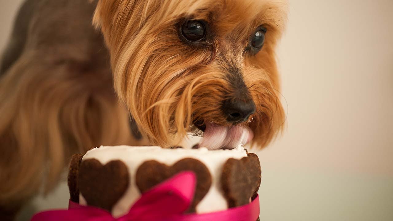 Easy Dog Cake Recipe (Natural, Healthy & Simple to Make)