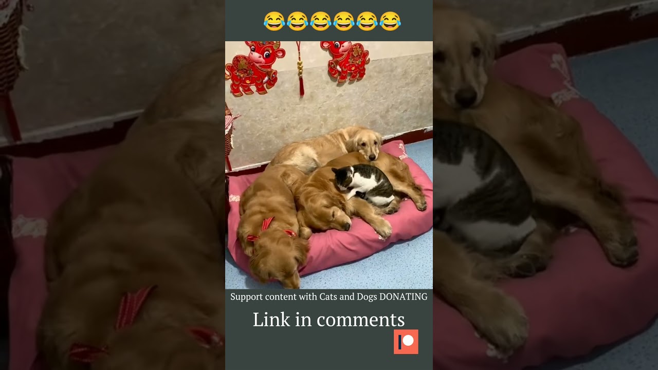 Funny Dogs and Cats #tiktok #shorts #animals #dog #cat(3)