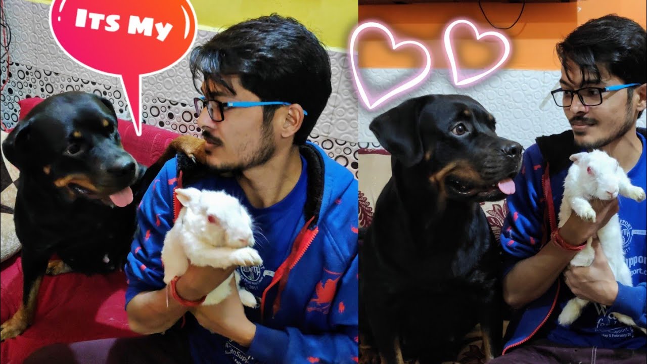 My Pregnant dog love Mr. Bunny || Roxy Puppies Update || Dog Can talk Part 80 || Review reloaded