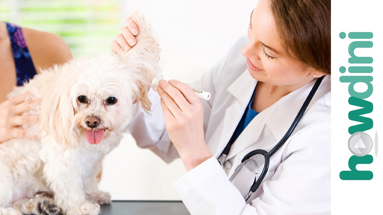 How To Take Care of a Puppy: Your Dog’s First Vet Appointment