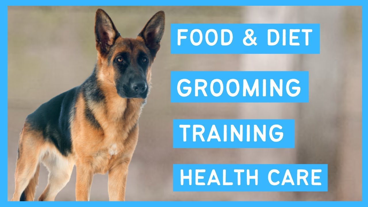 German Shepherd Dog 101 – Feeding, Grooming, Training and Health care of a German Shepherd