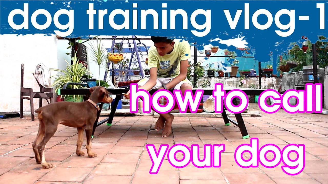 Dog training vlog -1 | how to call your dog | Tamil | KDS pets history |