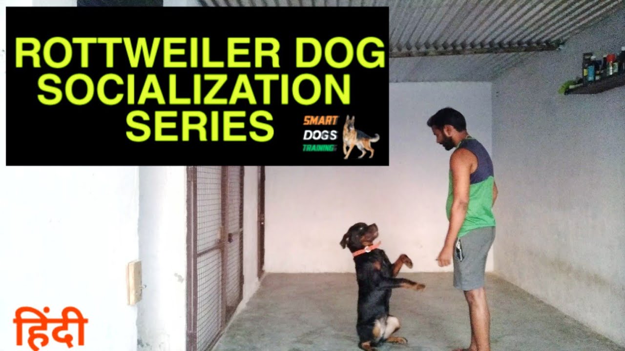 Rottweiler Socialization Series || Dog Training in Hindi