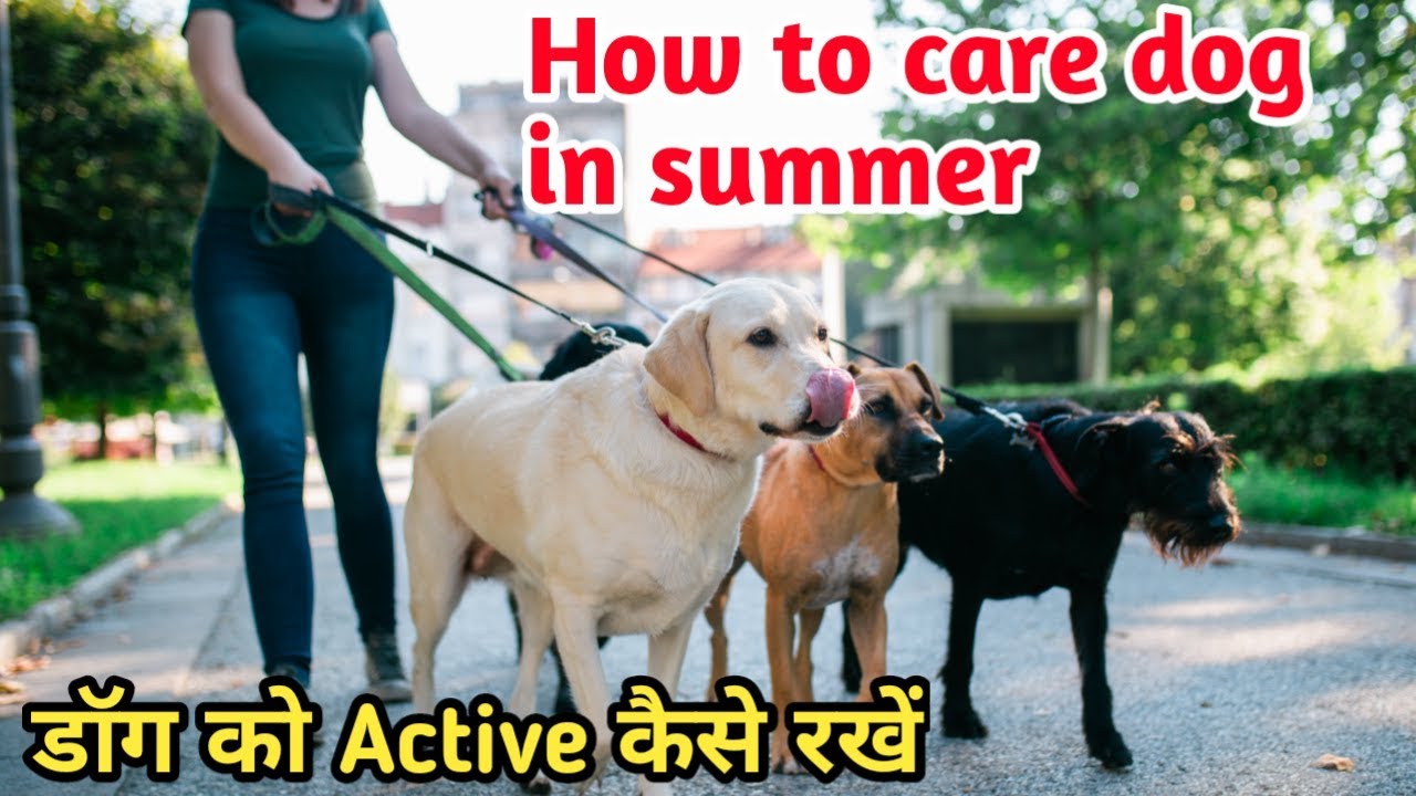 How to care dog in summer / How to Keep Your Dog Cool in the Summer