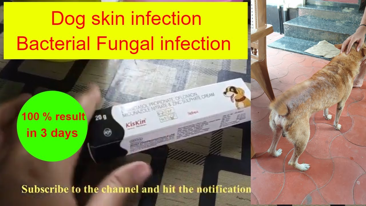 Dog skin infection treatment | Kiskin ointment review | Dr Pallabi’s Pet Care