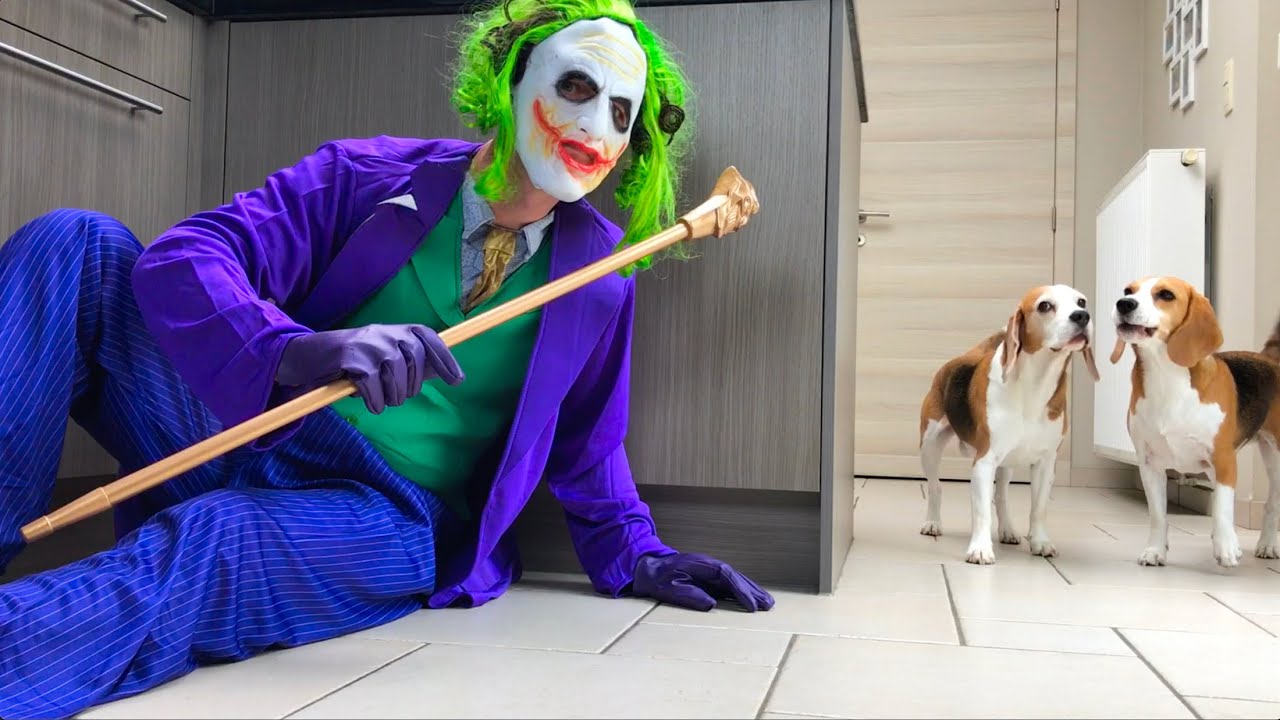 Funny Dogs Pranked By The Joker & Villains!