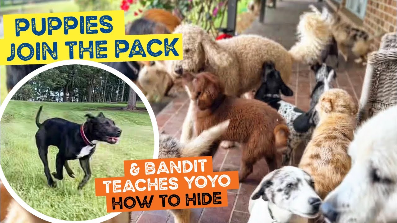 Puppies join the pack and Yoyo has learnt home time avoidance techniques from Bandit