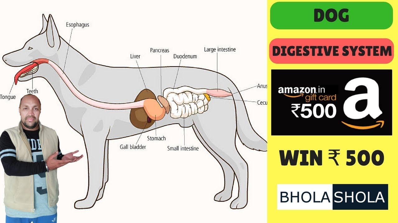 Pet Care – Dog Digestive System | its most important For Dog | Puppy – Bhola Shola