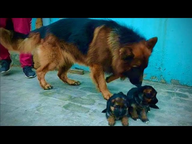 German Shepherd Dogs ka Best Food German Shepherd Puppy Training @HSN Entertainment