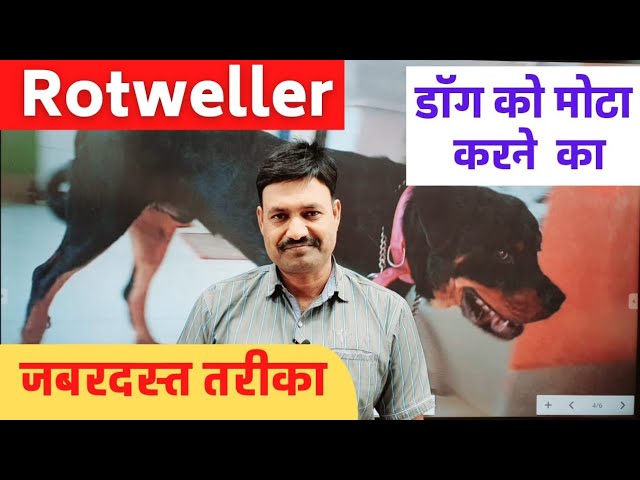 Rottweiler Dog ko Mota kaise kare    Ramawat Dog care