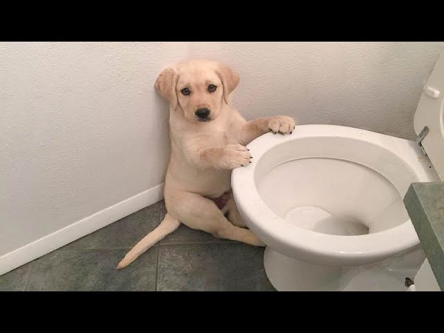 Funniest & Cutest Labrador Puppies #1 – Funny Puppy Videos 2021