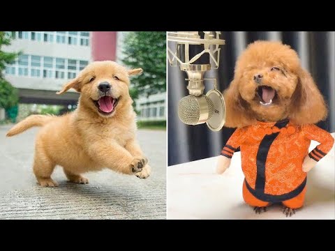 Baby Dogs  Cute and Funny Dog Videos Compilation #13 | 30 Minutes of Funny Puppy Videos 2022