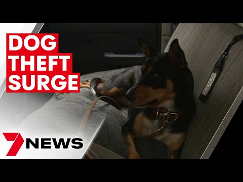 Surge in number of dog thefts across Melbourne | 7NEWS