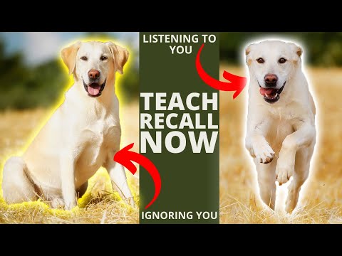 How to Teach Your Dog COME when Called! Training Perfect Recall