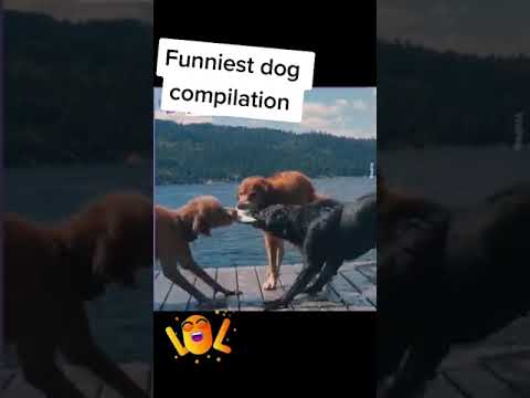 Funny cat videos cute cats and kittens cute cats and dogs #funnyanimals #tiktok #tik-tok #funnydogs