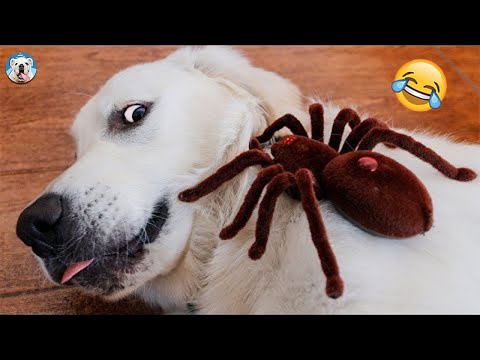 Funny Dog Reactions To Weird Things – Try Not To Laugh| Pets Town