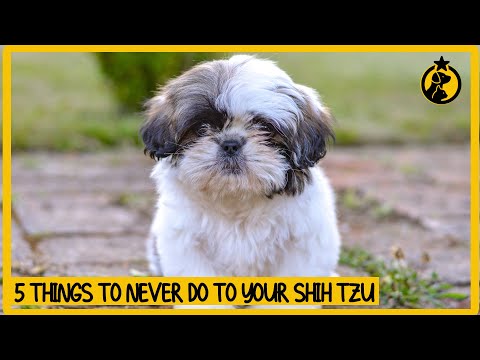 5 Things You Must Never Do to Your Shih Tzu Dog