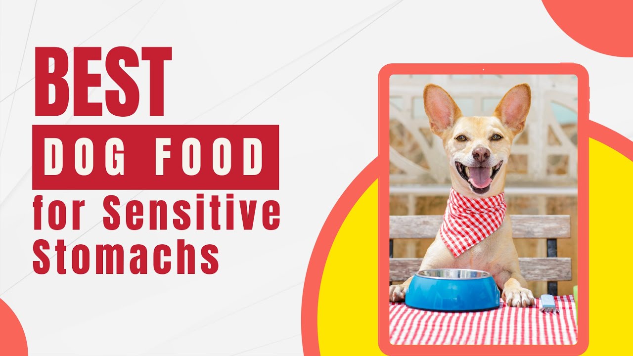 Best Dog Food For Sensitive Stomachs 2022 ! Pet Care