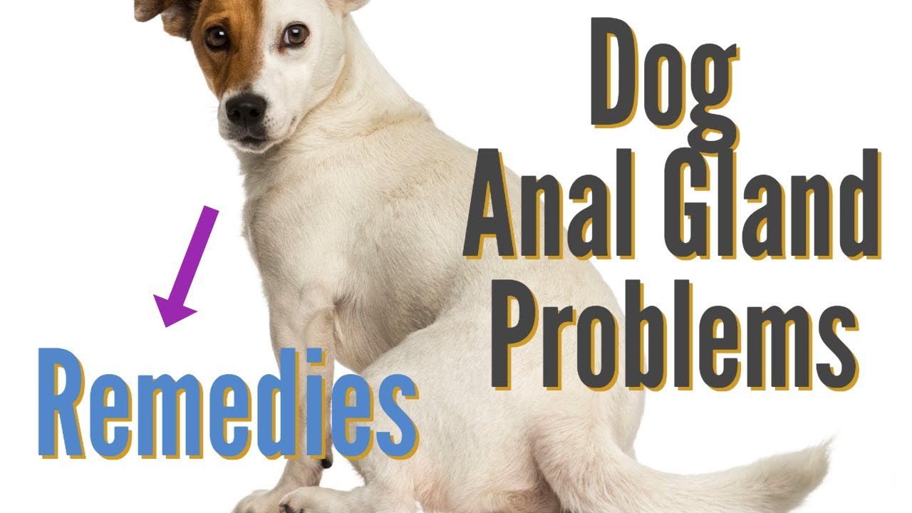 Dog Anal Gland Problems