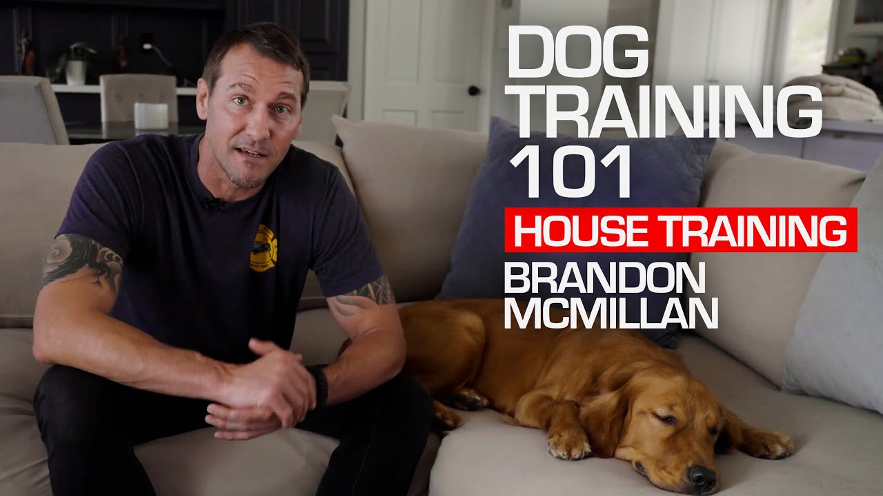 Dog Training 101: House Training | Brandon McMillan